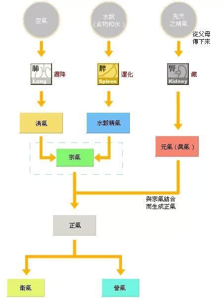 氣是什麼|中醫的氣是什麼？氣的運動形式和生理功能有哪些